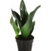 Bogenhanf - Sansevieria Trifasciata 'Grey Stripe' -Gardena Store 8426264 PR FS 001 SansevieriaGreyStripeT12DehnerExpressHerzig