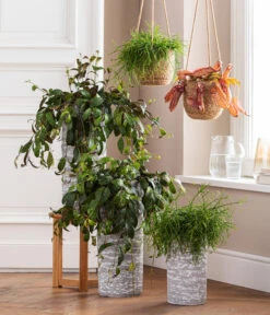 Kannenpflanze - Nepenthes 'Miranda' 6 Kannenpflanze - Nepenthes 'Miranda' -Gardena Store 8476970 8686461 8686578 WE MO 001 AeschynanthusMarmoratus