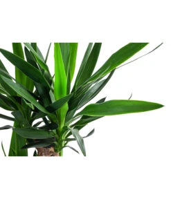 Yucca-Palme - Yucca Elephantipes, In Keramik -Gardena Store 8478745 WE DE 001 Yucca3erT21inKeramikMatheaGold