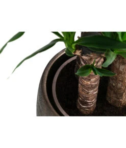 Yucca-Palme - Yucca Elephantipes, In Keramik -Gardena Store 8478745 WE DE 002 Yucca3erT21inKeramikMatheaGold