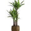 Yucca-Palme - Yucca Elephantipes, In Keramik -Gardena Store 8478745 WE FS 002 Yucca3erT21inKeramikMatheaGold