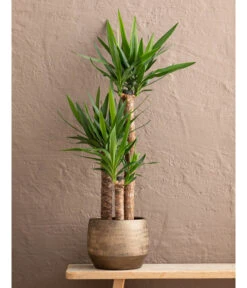 Yucca-Palme - Yucca Elephantipes, In Keramik -Gardena Store 8478745 WE MO 001 Yucca3erT21