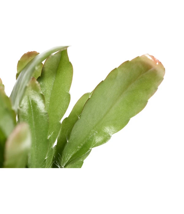 Korallenkaktus - Rhipsalis 'Red Coral' 4 Korallenkaktus - Rhipsalis 'Red Coral' – Bild 2