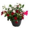 Dipladenien-Trio, Schale 1 Dipladenien-Trio, Schale -Gardena Store 8501223 WE FS 001 DipladenieTrioT25