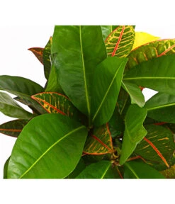 Wunderstrauch - Codiaeum Variegatum 'Banana' -Gardena Store 8508822 PR DE 001 CrotonCodiaeumBananaMixT17DehnerExpressHerzig