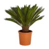 Sagopalmfarn - Cycas Revoluta -Gardena Store 8509366 PR FS 001 CycasRevolutaDehnerExpressZS