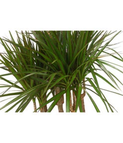 Drachenbaum - Dracaena Marginata, Karussell 9 Drachenbaum - Dracaena Marginata, Karussell -Gardena Store 8510992 8272809 WE DE 001 DrachenbaumDracaenaMarginataKarusellT29T26DehnerExpressHerzig