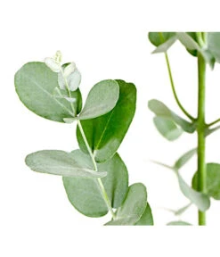 Mostgummi-Eukalyptus 'Azura' -Gardena Store 8512220 PR DE 001 EucalyptusGunniAzuraT17DehnerExpressHerzig