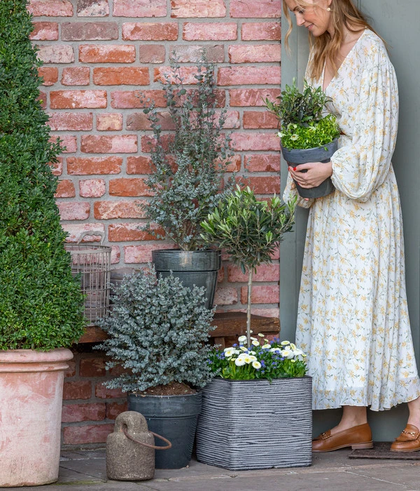 Gänseblümchen, Gefüllt 8 Gänseblümchen, Gefüllt – Bild 6