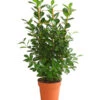 Lorbeer-Feige - Ficus Microcarpa 'Moclame', Spalier -Gardena Store 8515926 WE FS 001 FicusMoclameSpalierT24DehnerExpressHerzig