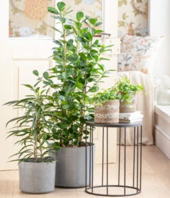 Lorbeer-Feige - Ficus Microcarpa 'Moclame', Spalier -Gardena Store 8515926 WE MO 001 FicusMoclameT24