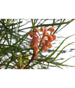 Australische Silbereiche 'Johnson's' -Gardena Store 8516353 WE DE 001 GrevilleaJohnsoniiT24JohnsonsSilbereiche