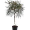 Australische Silbereiche 'Johnson's' -Gardena Store 8516353 WE FS 001 GrevilleaJohnsoniiT24JohnsonsSilbereiche