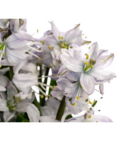 Weißer Blaustern -Gardena Store 8525461 WE DE 001 ScillaMiczenkoanaBlausternchenT11