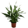 Einblatt - Spathiphyllum 'Silver Cupido' -Gardena Store 8528259 WE FS 001 EinblattSilverCupidoT17