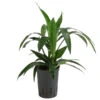 Drachenbaum - Dracaena 'Janet Lind', Hydrokultur -Gardena Store 8536286 WE FS 001 DracaenaJanetLindKoepfe2PPDrachenbaumHydroT15