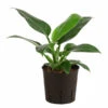 Baumfreund - Philodendron 'Imperial Green', Hydrokultur 2 Baumfreund - Philodendron 'Imperial Green', Hydrokultur -Gardena Store 8536328 WE FS 001 PhilodendronImperialGreenBaumfreundHydroT15 DehnerExpressHerzig