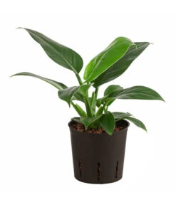 Baumfreund - Philodendron 'Imperial Green', Hydrokultur