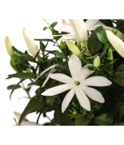 Afrikanischer Jasmin -Gardena Store 8550535 WE DE 001 JasminumMultipartitumT19AfrikanischerJasmin