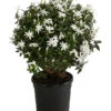 Afrikanischer Jasmin 2 Afrikanischer Jasmin -Gardena Store 8550535 WE FS 001 JasminumMultipartitumT19AfrikanischerJasmin