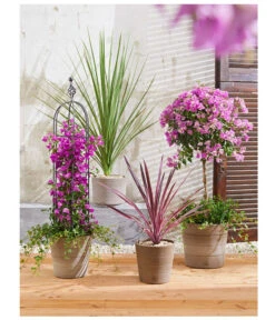 Drillingsblume, Ministamm 9 Drillingsblume, Ministamm -Gardena Store 8583684 PR MO 001 KuebelpflanzenBougainvilleaCordyline 8684482