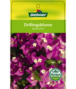 Drillingsblume, Ministamm 10 Drillingsblume, Ministamm -Gardena Store 8583700 Drillingsblume 28012016 1