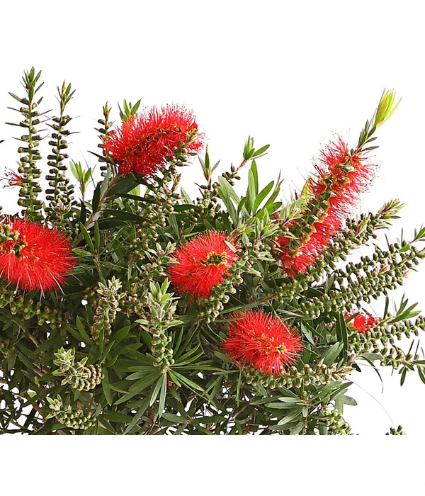 Zylinderputzer, Stämmchen 4 Zylinderputzer, Stämmchen – Bild 2