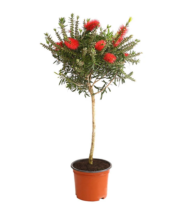 Zylinderputzer, Stämmchen 3 Zylinderputzer, Stämmchen