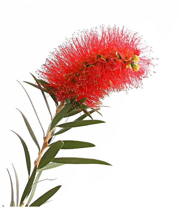 Zylinderputzer, Stämmchen 5 Zylinderputzer, Stämmchen – Bild 3