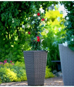 Dipladenien-Duo, Pyramide 8 Dipladenien-Duo, Pyramide -Gardena Store 8585622 8585655 we MO 001 Kuebelpflanzen herzig 3335