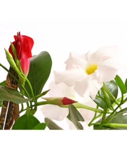 Dipladenien-Duo, Pyramide 9 Dipladenien-Duo, Pyramide -Gardena Store 8585622 WE DE 001 DipladenieDipladeniaTwinPyramideT17OWDehnerExpressHerzig