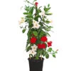 Dipladenien-Duo, Pyramide -Gardena Store 8585622 WE FS 003 DipladenieDipladeniaTwinPyramideT17
