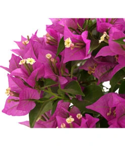 Drillingsblume, Ministamm 8 Drillingsblume, Ministamm -Gardena Store 8586844 WE DE 001 BougainvilleaMinistammT18DrillingsblumeDehnerExpressHerzig