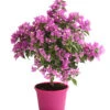 Drillingsblume, Ministamm 1 Drillingsblume, Ministamm -Gardena Store 8586844 WE FS 001 BougainvilleaMinistammT18DrillingsblumeDehnerExpressHerzig