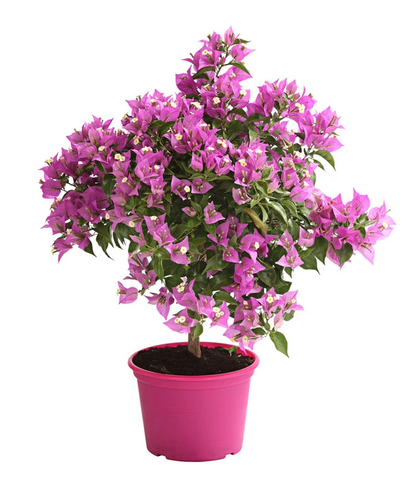 Drillingsblume, Ministamm 3 Drillingsblume, Ministamm