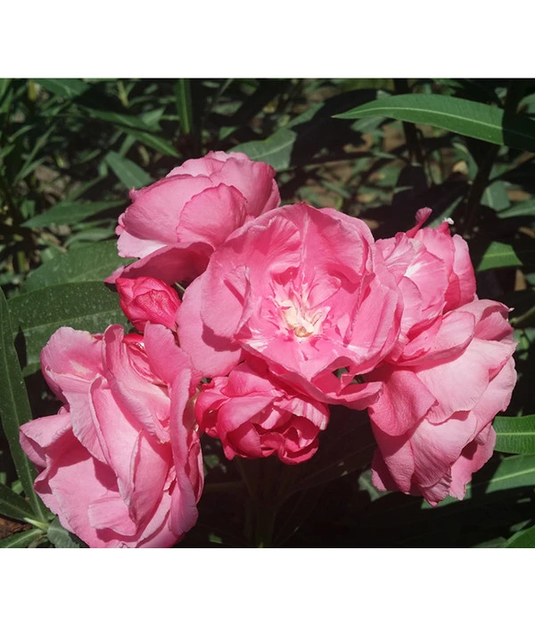 Oleander, Gefüllt 5 Oleander, Gefüllt – Bild 3