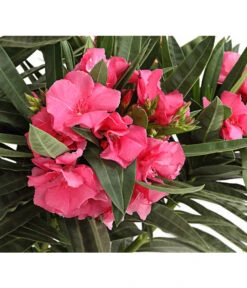 Oleander, Gefüllt 6 Oleander, Gefüllt -Gardena Store 8590358 PR DE 001 OleanderBuschT17GefuelltDehnerExpressHerzig