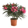Oleander, Gefüllt 1 Oleander, Gefüllt -Gardena Store 8590358 PR FS 001 OleanderBuschT17GefuelltDehnerExpressHerzig