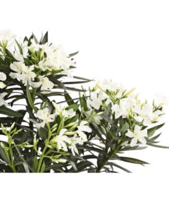 XXL Oleander, Verschiedene Sorten, Ca. 130-150 Cm -Gardena Store 8590465 WE DE 001 OleanderBuschT20WeissDehnerExpressHerzig