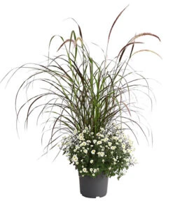 Herbst-Chrysantheme Mit Ziergras -Gardena Store 8594269 PR FS 003 ChrysanthemumMultifloraMitPennisetumRubrumT25OWDehnerExpressHerzig
