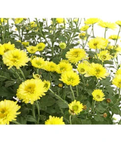 Herbst-Chrysantheme Mit Ziergras -Gardena Store 8594269 WE DE 001 ChrysanthemumMultifloraMitPennisetumRubrum25DehnerExpressHerzig