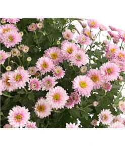 Herbst-Chrysantheme Mit Ziergras -Gardena Store 8594269 WE DE 002 ChrysanthemumMultifloraMitPennisetumRubrum25DehnerExpressHerzig
