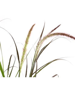 Herbst-Chrysantheme Mit Ziergras -Gardena Store 8594269 WE DE 004 ChrysanthemumMultifloraMitPennisetumRubrum25DehnerExpressHerzig