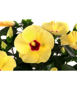 Hibiskus In Schale, Verschiedene Sorten 19 Hibiskus In Schale, Verschiedene Sorten -Gardena Store 8595225 WE DE 001 HibiskusSchaleT21