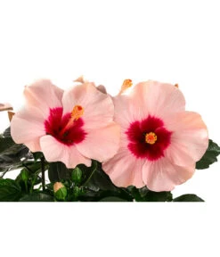 Hibiskus In Schale, Verschiedene Sorten 16 Hibiskus In Schale, Verschiedene Sorten -Gardena Store 8595225 WE DE 002 HibiskusSchaleT21