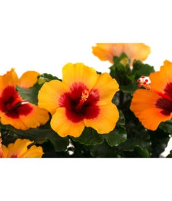 Hibiskus In Schale, Verschiedene Sorten 17 Hibiskus In Schale, Verschiedene Sorten -Gardena Store 8595225 WE DE 003 HibiskusSchaleT21