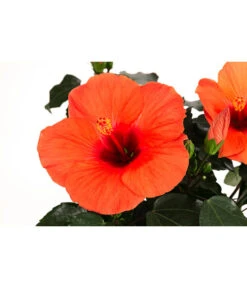 Hibiskus In Schale, Verschiedene Sorten 18 Hibiskus In Schale, Verschiedene Sorten -Gardena Store 8595225 WE DE 004 HibiskusSchaleT21