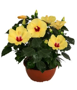 Hibiskus In Schale, Verschiedene Sorten 15 Hibiskus In Schale, Verschiedene Sorten -Gardena Store 8595225 WE FS 001 HibiskusSchaleT21