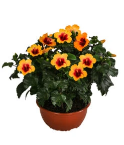 Hibiskus In Schale, Verschiedene Sorten 13 Hibiskus In Schale, Verschiedene Sorten -Gardena Store 8595225 WE FS 003 HibiskusSchaleT21