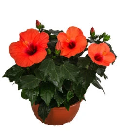 Hibiskus In Schale, Verschiedene Sorten 14 Hibiskus In Schale, Verschiedene Sorten -Gardena Store 8595225 WE FS 004 HibiskusSchaleT21